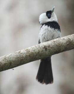 斑皱鹟 / Pied Monarch / Arses kaupi