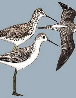 泽鹬 / Marsh Sandpiper / Tringa stagnatilis