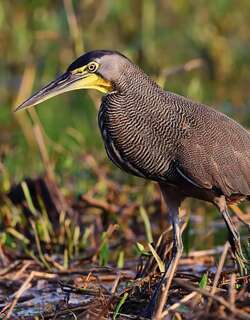 裸喉虎鹭 / Bare-throated Tiger Heron / Tigrisoma mexicanum