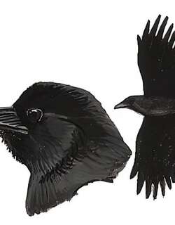 丛林鸦 / Eastern Jungle Crow / Corvus levaillantii