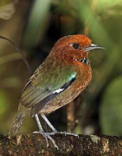 栗头地三宝鸟 / Rufous-headed Ground Roller / Atelornis crossleyi