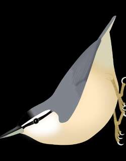 阿尔及利亚䴓 / Algerian Nuthatch / Sitta ledanti