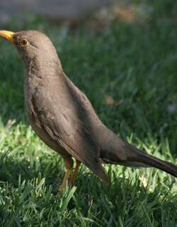 卡鲁鸫 / Karoo Thrush / Turdus smithi
