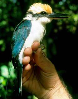 波纳佩翡翠 / Pohnpei Kingfisher / Todiramphus reichenbachii