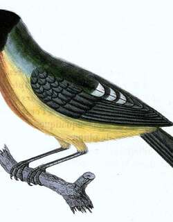 丽色食果伞鸟 / Handsome Fruiteater / Pipreola formosa