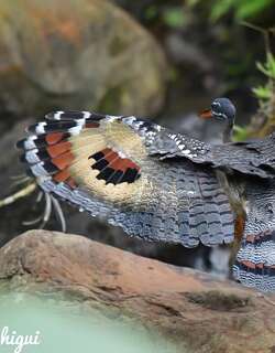 日鳽 / Sunbittern / Eurypyga helias