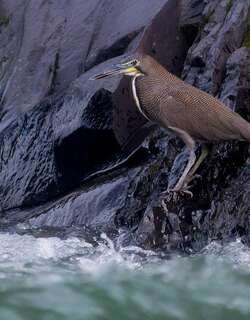 横纹虎鹭 / Fasciated Tiger Heron / Tigrisoma fasciatum