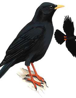 黄嘴山鸦 / Alpine Chough / Pyrrhocorax graculus