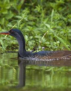 非洲鳍趾䴘 / African Finfoot / Podica senegalensis