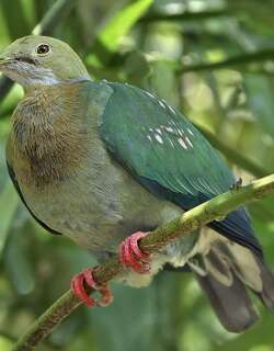 粉斑果鸠 / Pink-spotted Fruit Dove / Ptilinopus perlatus