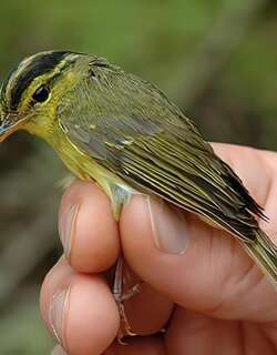 灰岩柳莺 / Limestone Leaf Warbler / Phylloscopus calciatilis