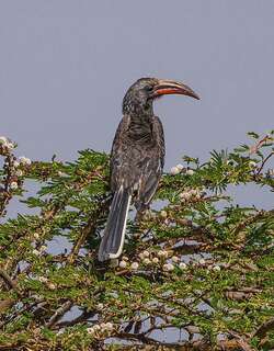 亨氏弯嘴犀鸟 / Hemprich’s Hornbill / Lophoceros hemprichii