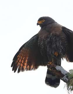 阔嘴鵟 / Roadside Hawk / Rupornis magnirostris
