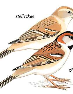 黑顶麻雀 / Saxaul Sparrow / Passer ammodendri