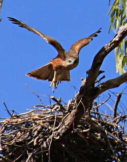 褐肩鹰 / Red Goshawk / Erythrotriorchis radiatus