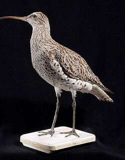 细嘴杓鹬 / Slender-billed Curlew / Numenius tenuirostris
