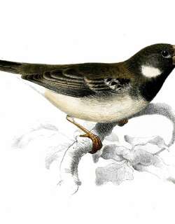 鹦嘴食籽雀 / Parrot-billed Seedeater / Sporophila peruviana