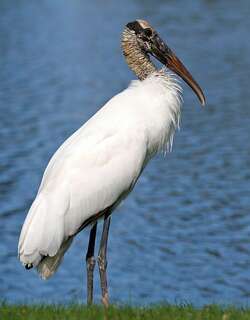 黑头鹮鹳 / Wood Stork / Mycteria americana