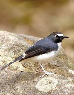 姬燕尾 / Sunda Forktail / Enicurus velatus