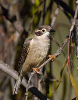 褐头抚蜜鸟 / Brown-headed Honeyeater / Melithreptus brevirostris