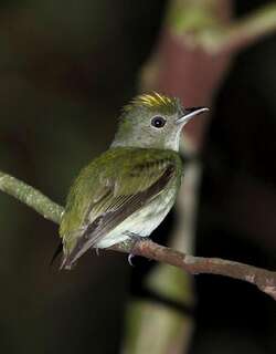 小霸娇鹟 / Tiny Tyrant-Manakin / Tyranneutes virescens