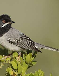 鲁氏林莺 / Rüppell’s Warbler / Curruca ruppeli