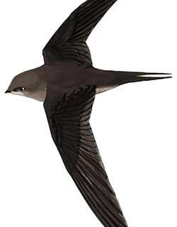 棕雨燕 / Asian Palm Swift / Cypsiurus balasiensis