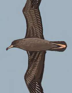 淡足鹱 / Flesh-footed Shearwater / Ardenna carneipes