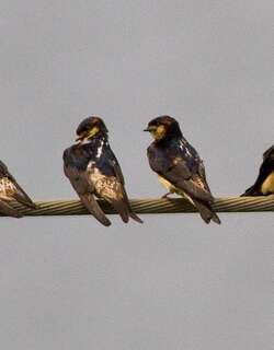 普氏燕 / Preuss’s Cliff Swallow / Petrochelidon preussi