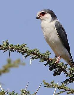 非洲侏隼 / Pygmy Falcon / Polihierax semitorquatus