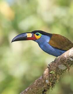 扁嘴山巨嘴鸟 / Plate-billed Mountain Toucan / Andigena laminirostris
