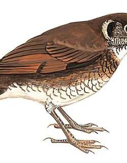 长嘴地鸫 / Dark-sided Thrush / Zoothera marginata