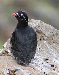 须海雀 / Whiskered Auklet / Aethia pygmaea