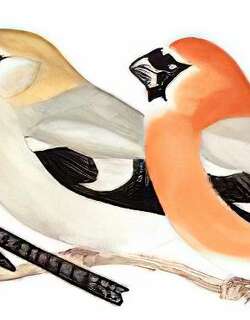 红头灰雀 / Red-headed Bullfinch / Pyrrhula erythrocephala