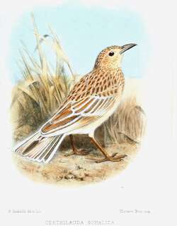 索马里歌百灵 / Somali Lark / Mirafra somalica