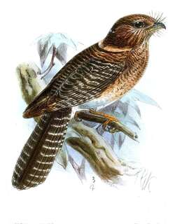 弗格克裸鼻鸱 / Vogelkop Owlet-nightjar / Aegotheles affinis