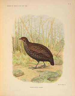 纳氏鹧鸪 / Nahan’s Partridge / Ptilopachus nahani