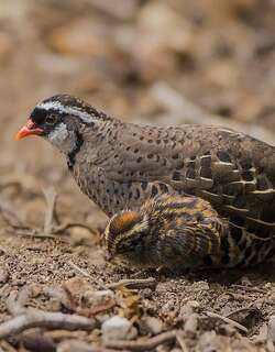 红嘴林鹑 / Painted Bush Quail / Perdicula erythrorhyncha