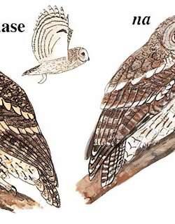 灰林鸮 / Himalayan Owl / Strix nivicolum