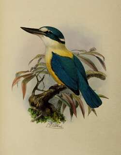 扁嘴翡翠 / Flat-billed Kingfisher / Todiramphus recurvirostris