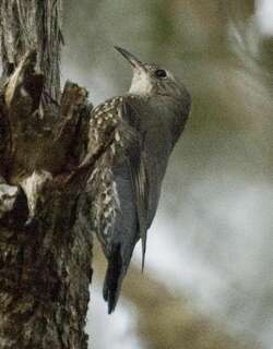 白喉短嘴旋木雀 / White-throated Treecreeper / Cormobates leucophaea