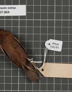 红喉摄蜜鸟 / Ruby-throated Myzomela / Myzomela eques