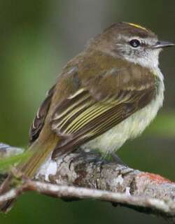 牙买加伊拉鹟 / Jamaican Elaenia / Myiopagis cotta