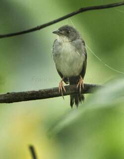 哨声扇尾莺 / Whistling Cisticola / Cisticola lateralis