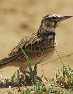 短尾百灵 / Short-tailed Lark / Spizocorys fremantlii