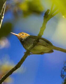 爪哇缝叶莺 / Olive-backed Tailorbird / Orthotomus sepium