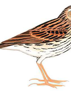 山鹨 / Upland Pipit / Anthus sylvanus