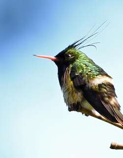 黑冠蜂鸟 / Black-crested Coquette / Lophornis helenae