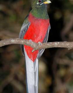 绿颊咬鹃 / Narina Trogon / Apaloderma narina