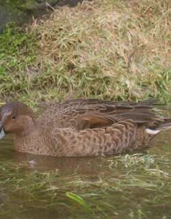 凯岛针尾鸭 / Eaton’s Pintail / Anas eatoni